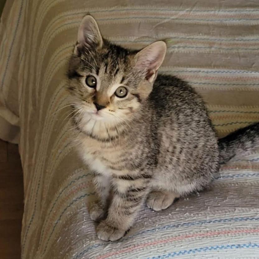 Bramble, Adoptable, Kitten Female Domestic Short Hair.