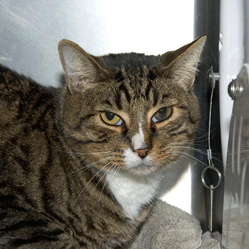DINO, Adoptable, Adult Male Domestic Short Hair.