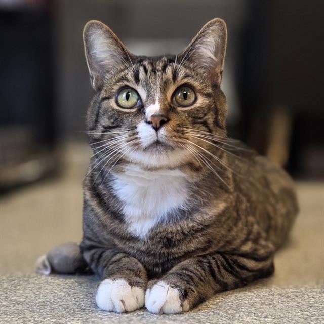 Enlarge DINO, a Adoptable Domestic Short Hair in Alameda, CA image 1/1