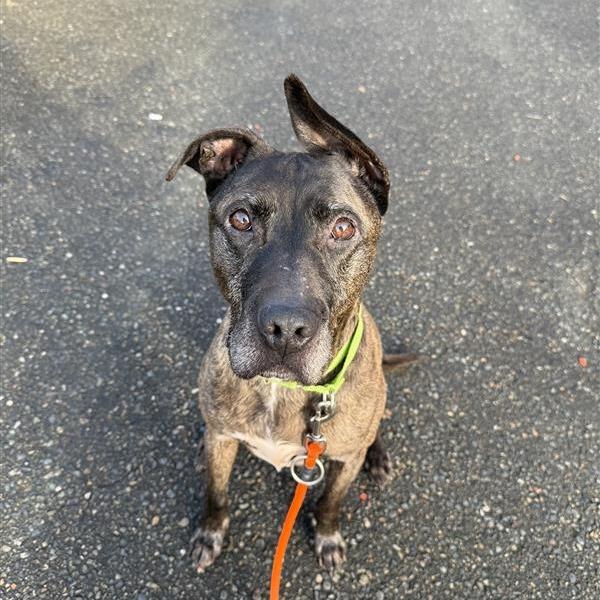 Edgar, a Adoptable mixed breed in Tacoma, WA image 1/3