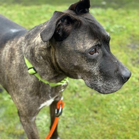 Edgar, a Adoptable mixed breed in Tacoma, WA image 2/3