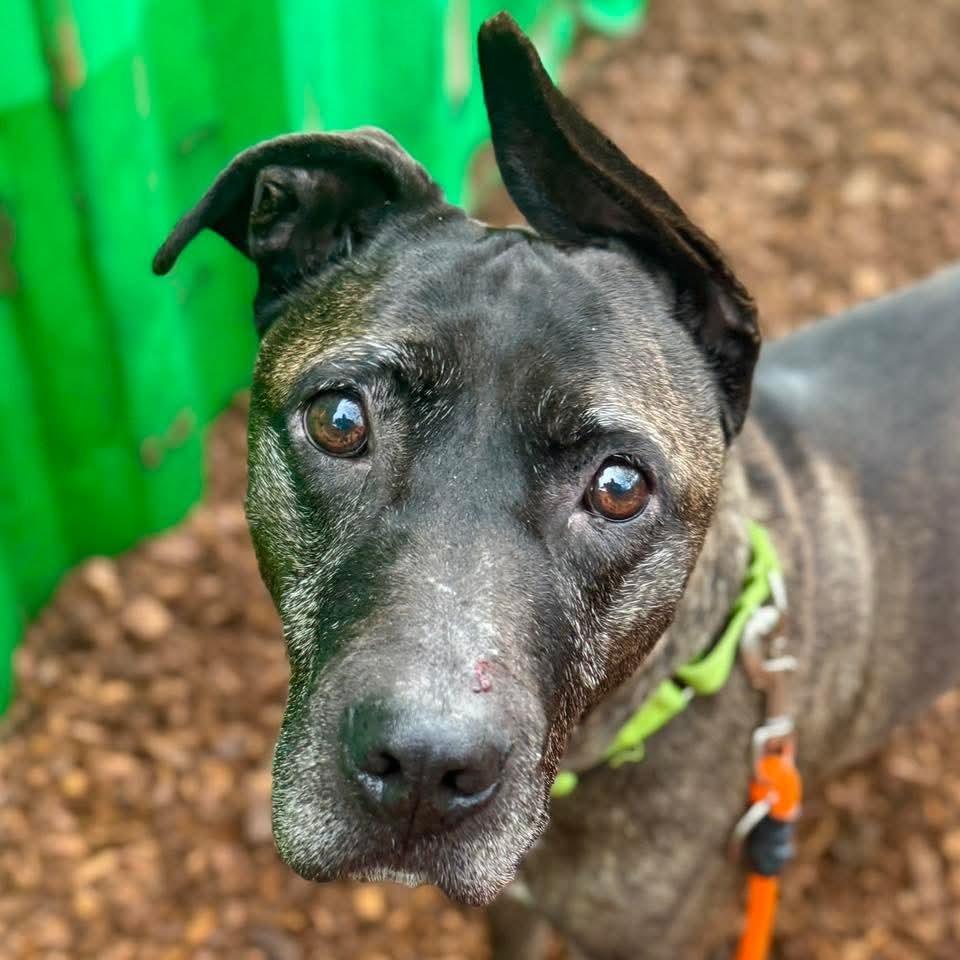 Edgar, a Adoptable mixed breed in Tacoma, WA image 3/3