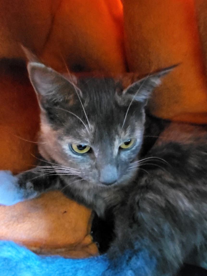 Beverly, a Adoptable mixed breed in Allentown, PA image 2/2