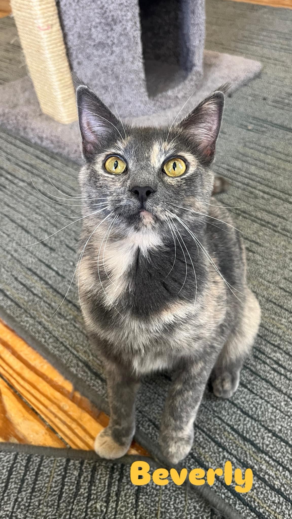 Beverly, adopted, Adult Male Domestic Short Hair & Dilute Tortoiseshell.