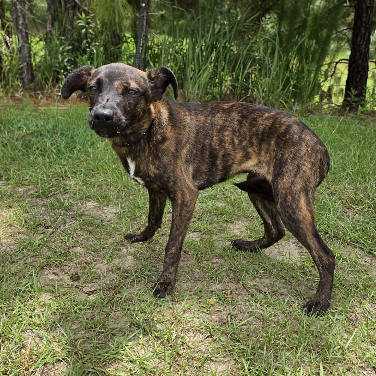 Axel, adoptable, Puppy Male Labrador Retriever.