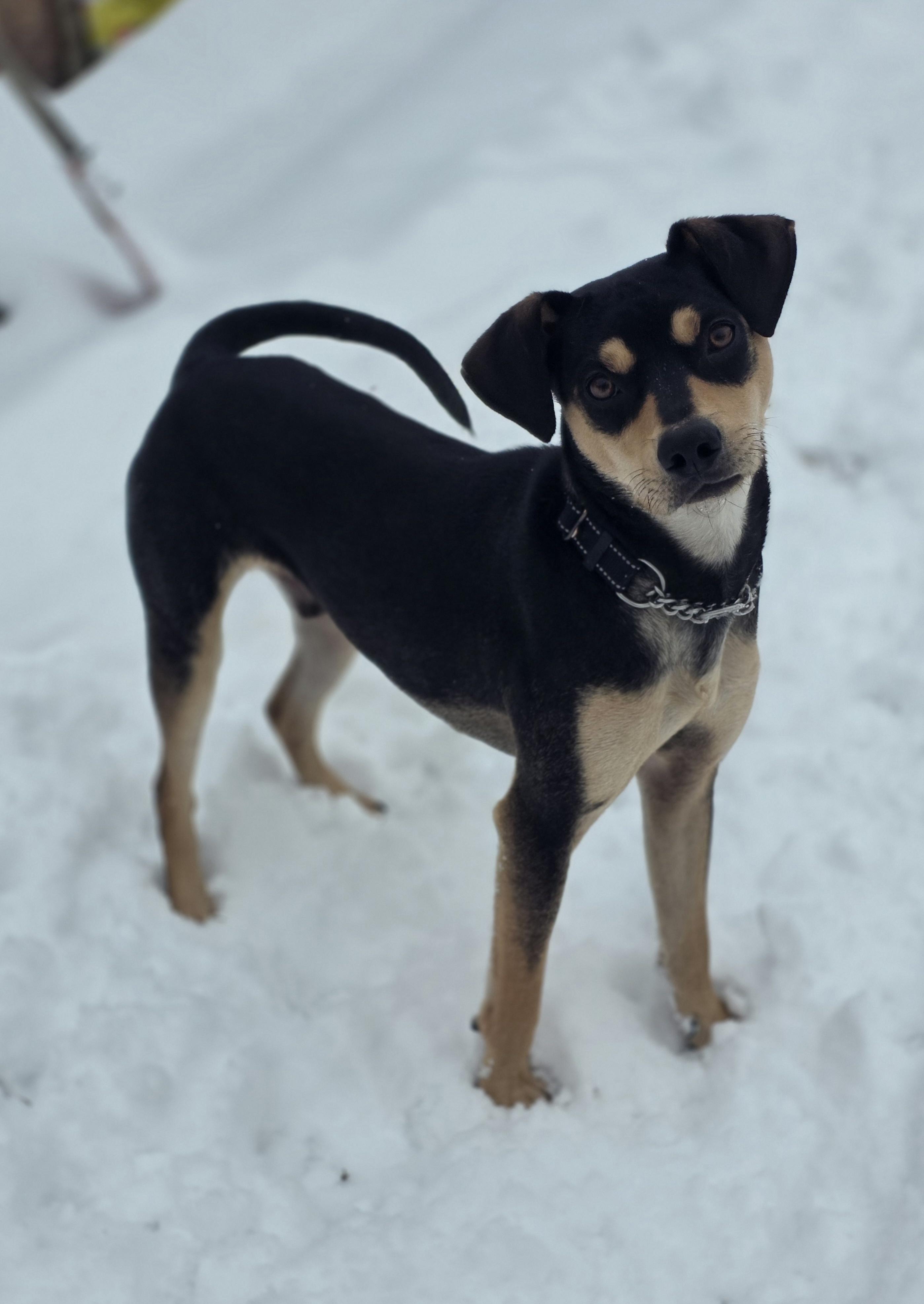 Reese, ADOPTABLE, Young Male Hound.