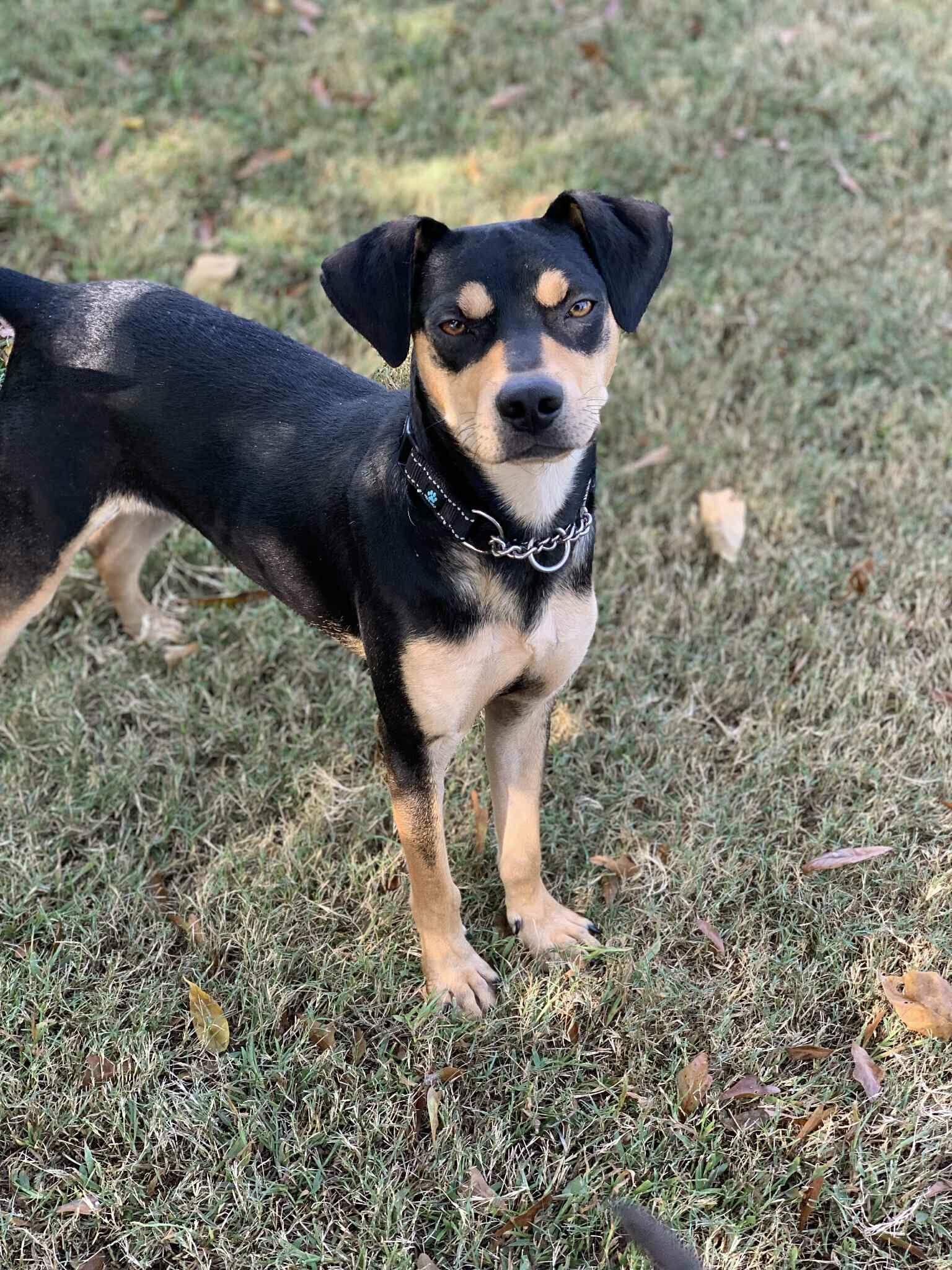 Reese, ADOPTABLE, Young Male Hound.