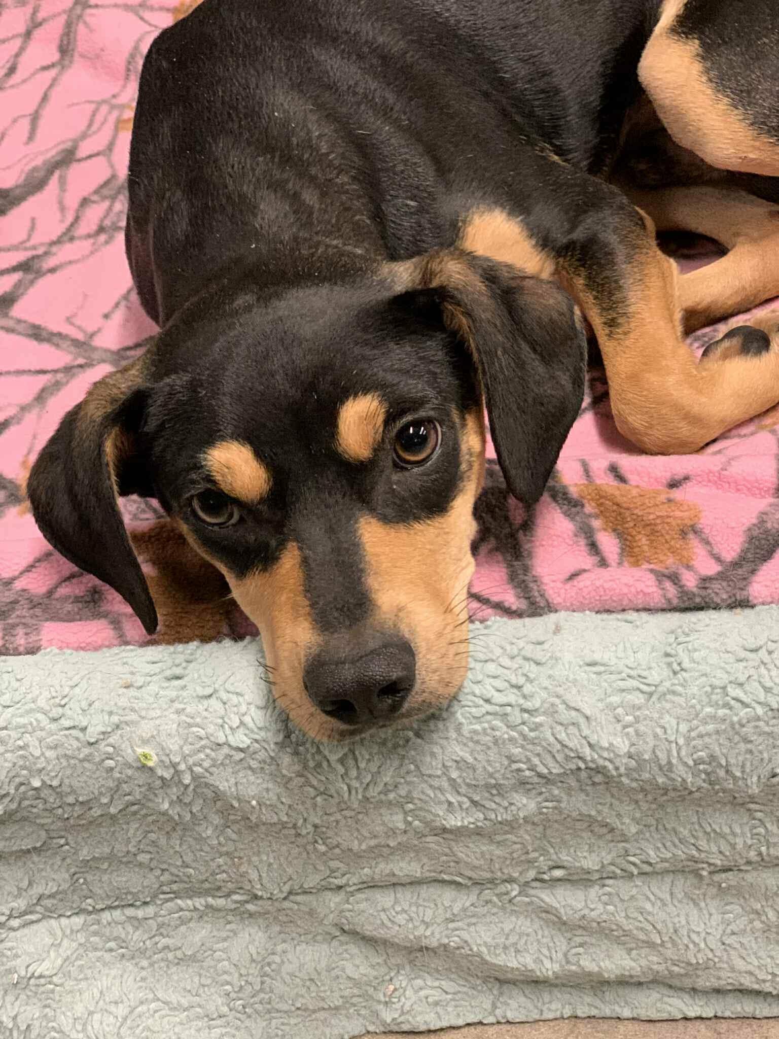 Reese, ADOPTABLE, Young Male Hound.