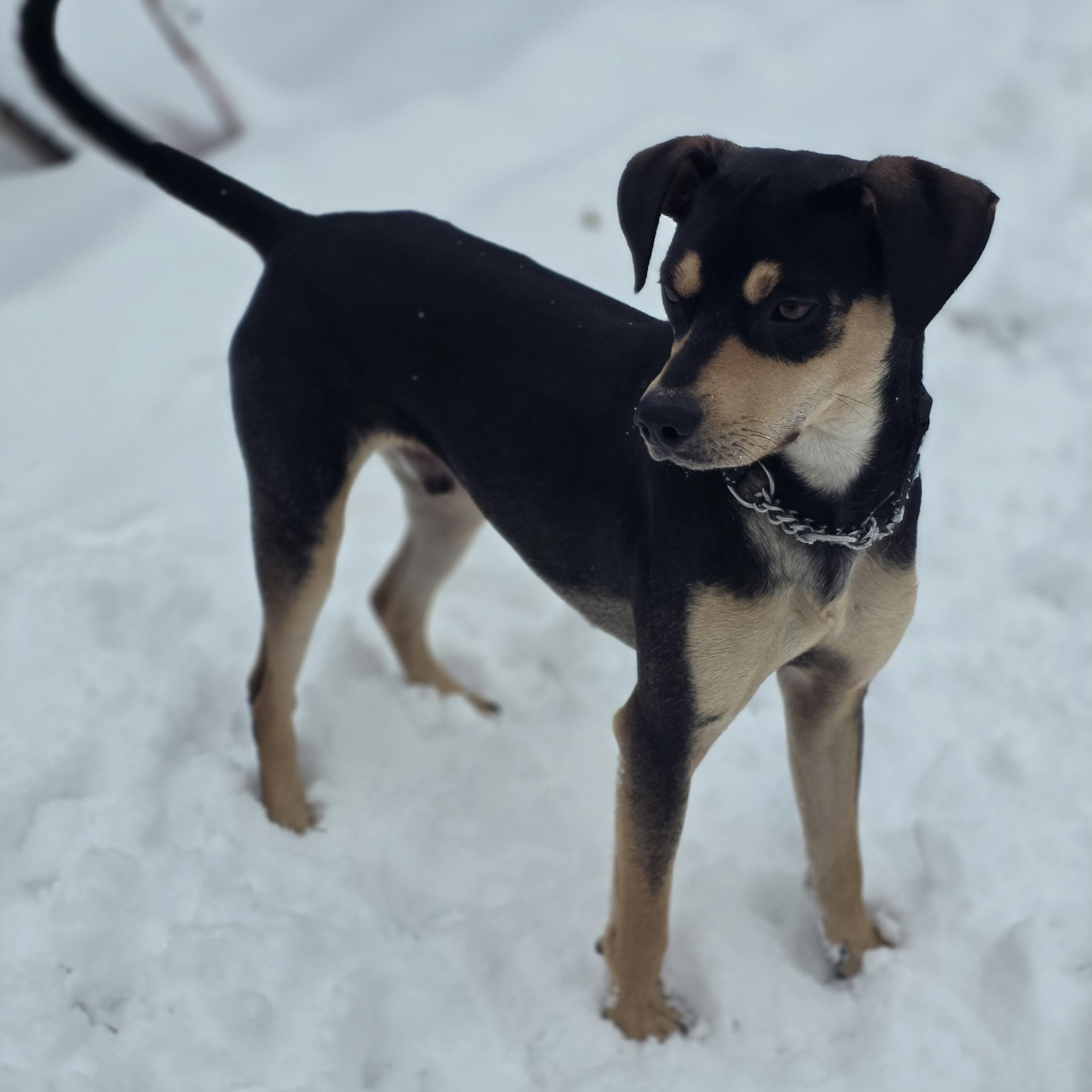 Reese, a ADOPTABLE mixed breed in Blue Bell, PA image 4/5