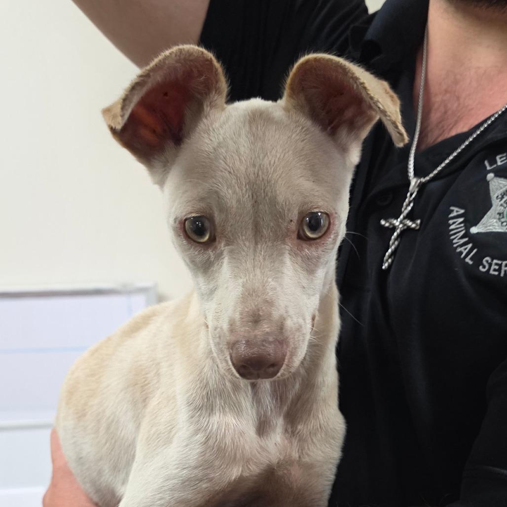 Enlarge Iggy, a Adoptable mixed breed in Bronson, FL image 1/1