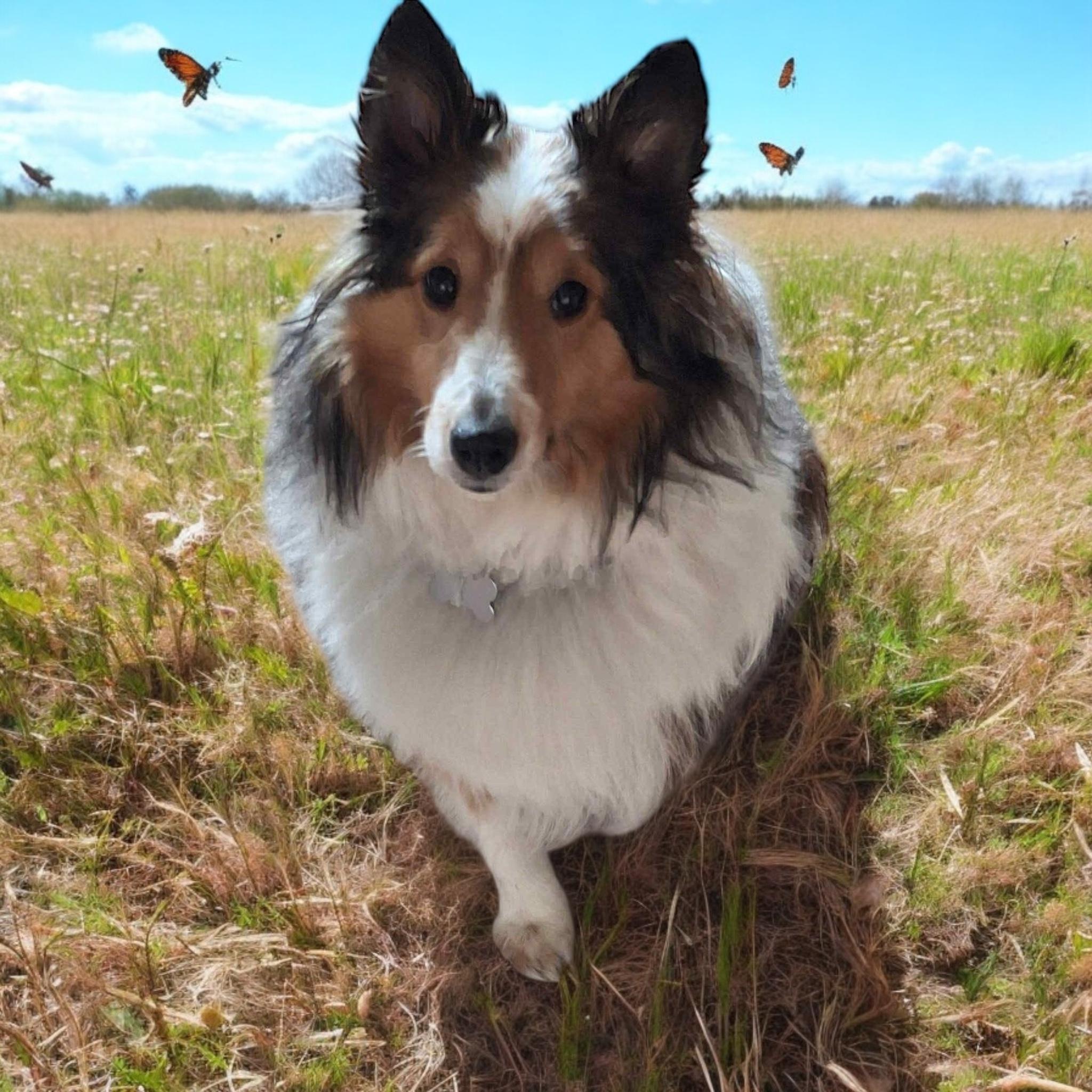 August, a Adopted Shetland Sheepdog / Sheltie in Anchorage, AK image 1/3