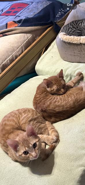Custard, Adoptable, Young Female American Shorthair.