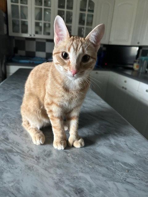 Enlarge Custard, a Adoptable American Shorthair in Kohler, WI image 2/3