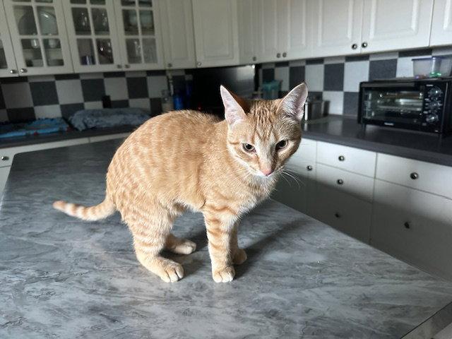 Enlarge Custard, a Adoptable American Shorthair in Kohler, WI image 3/3