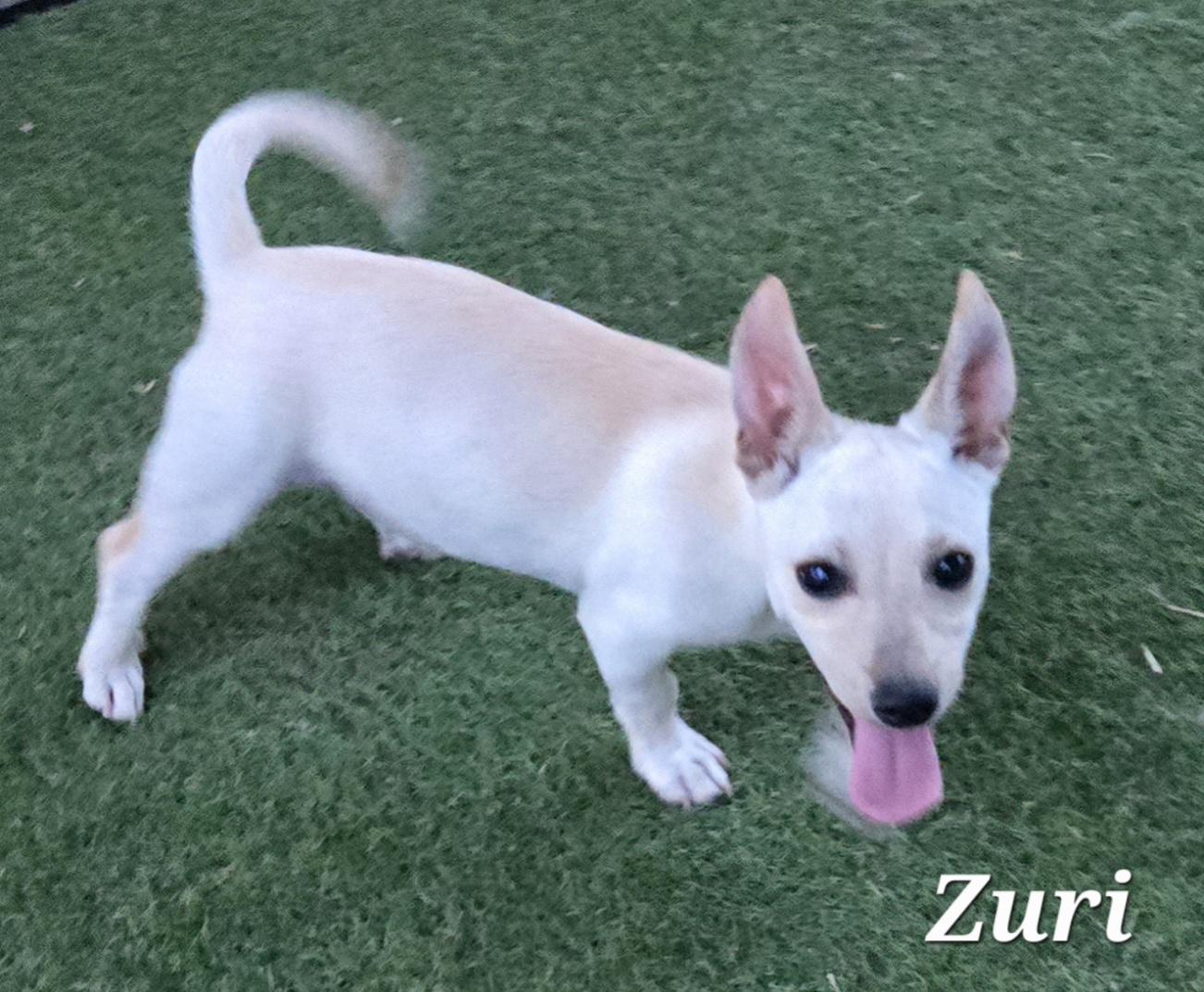 Zuri, a Adoptable mixed breed in Haymarket, VA image 1/2