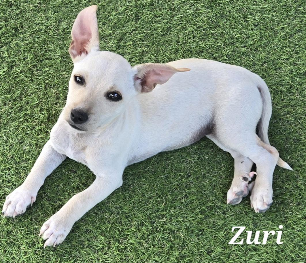 Zuri, a Adoptable mixed breed in Haymarket, VA image 2/2
