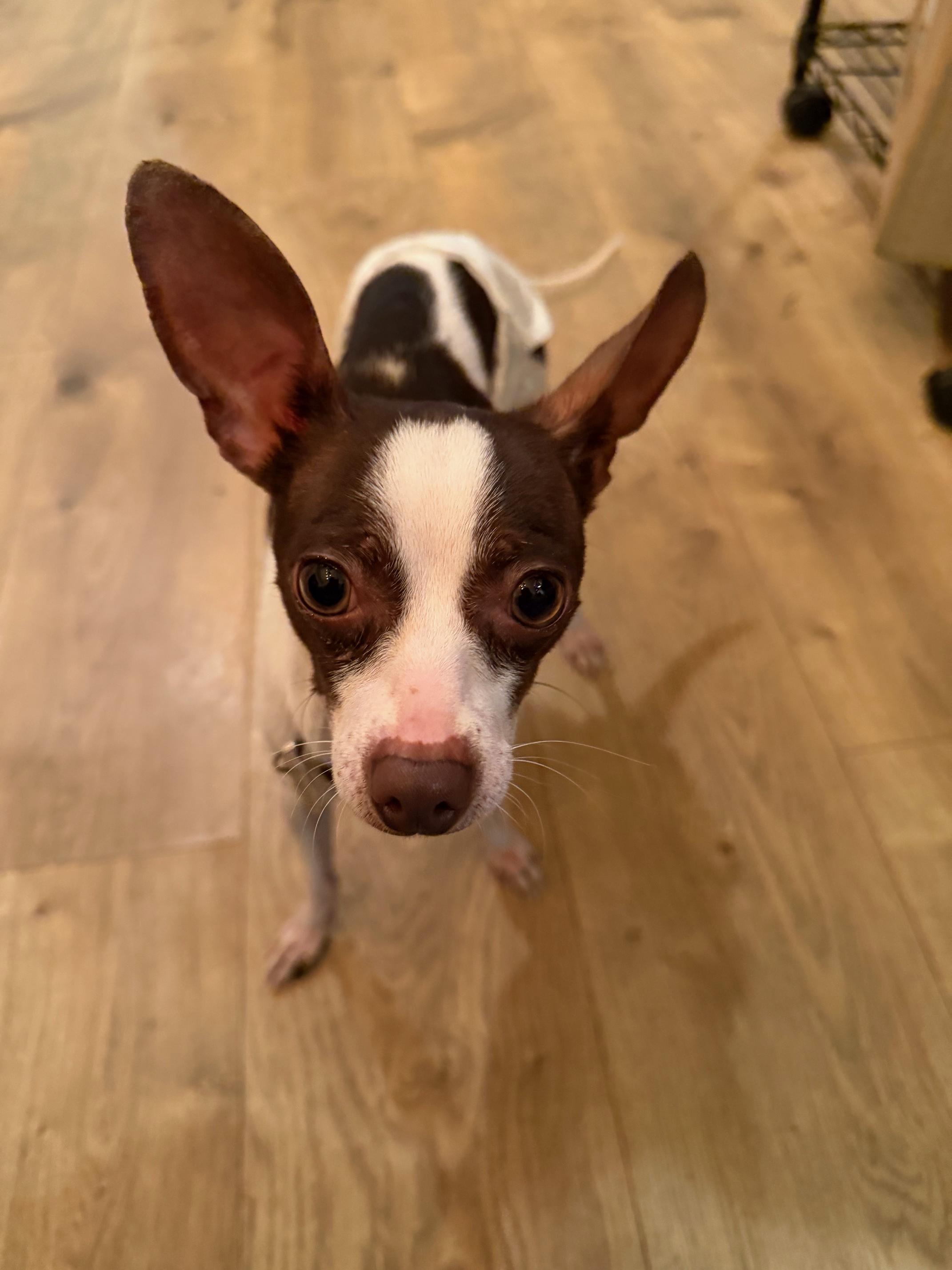 Enlarge Ryder, a ADOPTABLE Rat Terrier in Salt Lake City, UT image 5/5