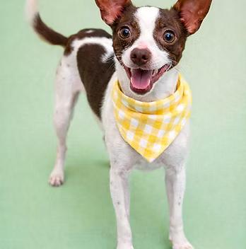 Ryder, ADOPTABLE, Young Male Rat Terrier.