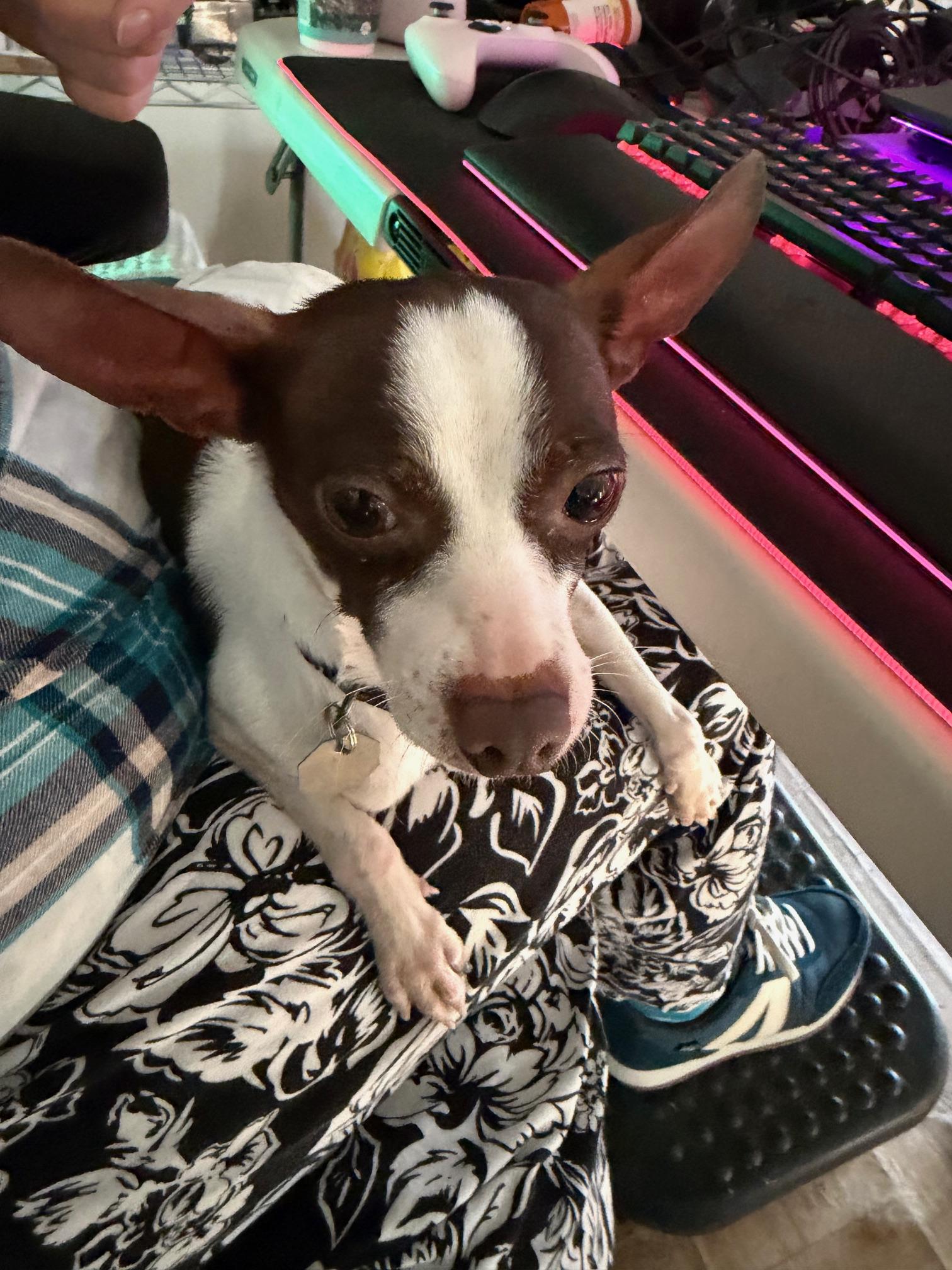 Enlarge Ryder, a ADOPTABLE Rat Terrier in Salt Lake City, UT image 3/5