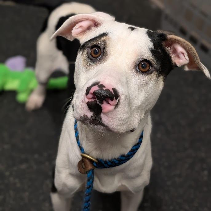 Meijer, Adoptable, Young Male Mixed Breed.
