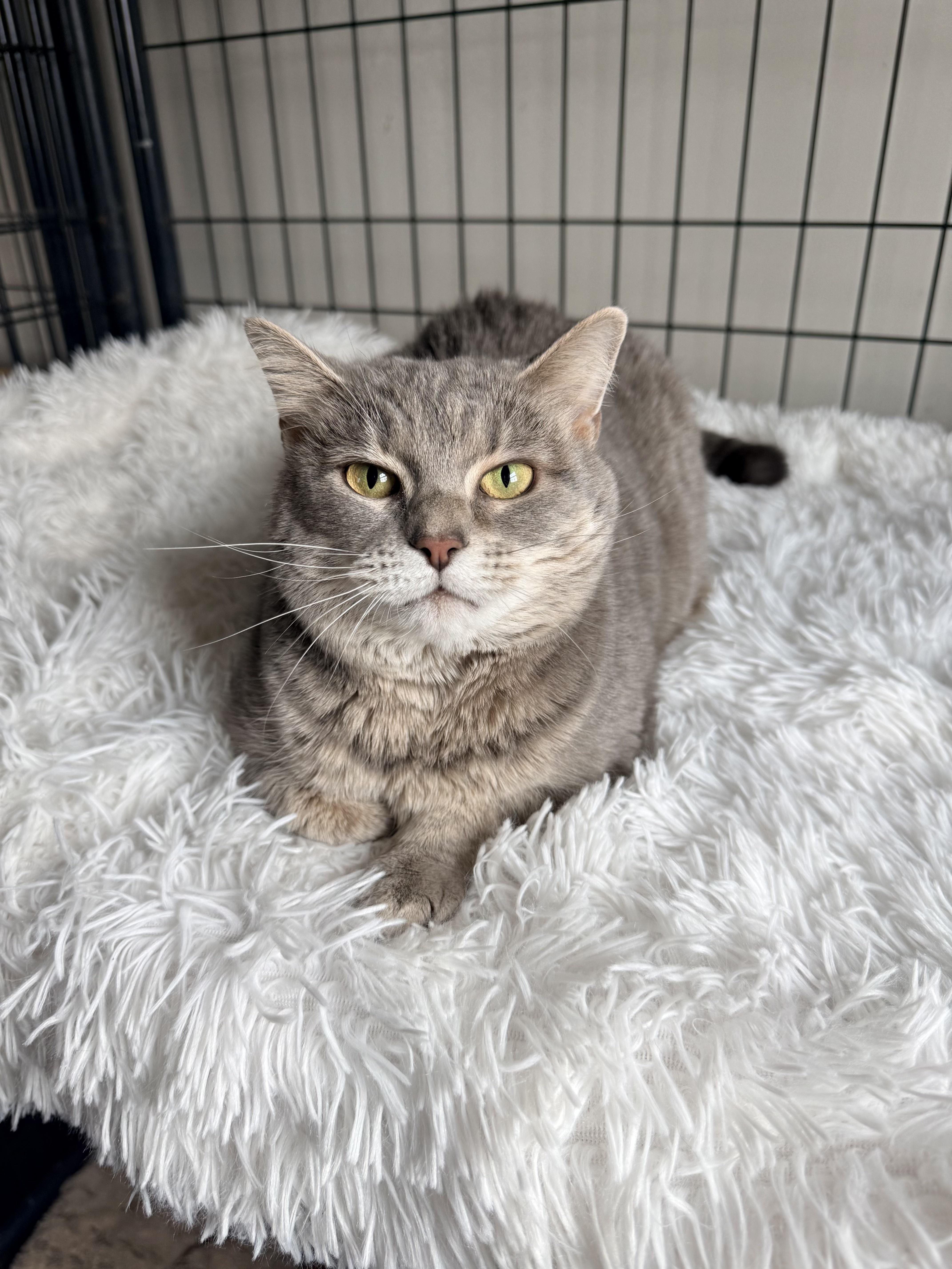 Enlarge Havana - Front declawed, an adopted Domestic Short Hair in Nashville, TN image 2/5