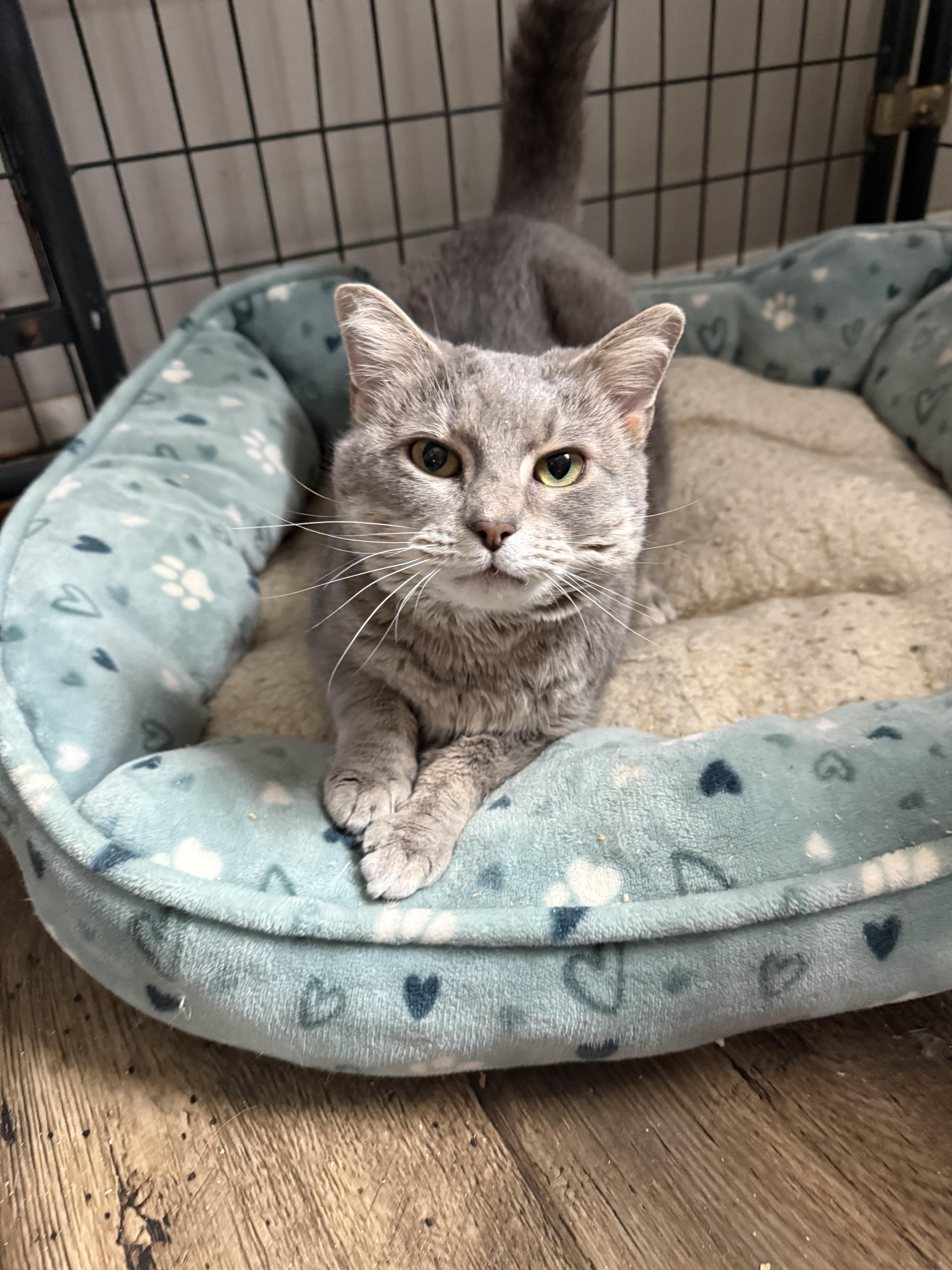 Havana - Front declawed, adopted, Adult Female Domestic Short Hair.