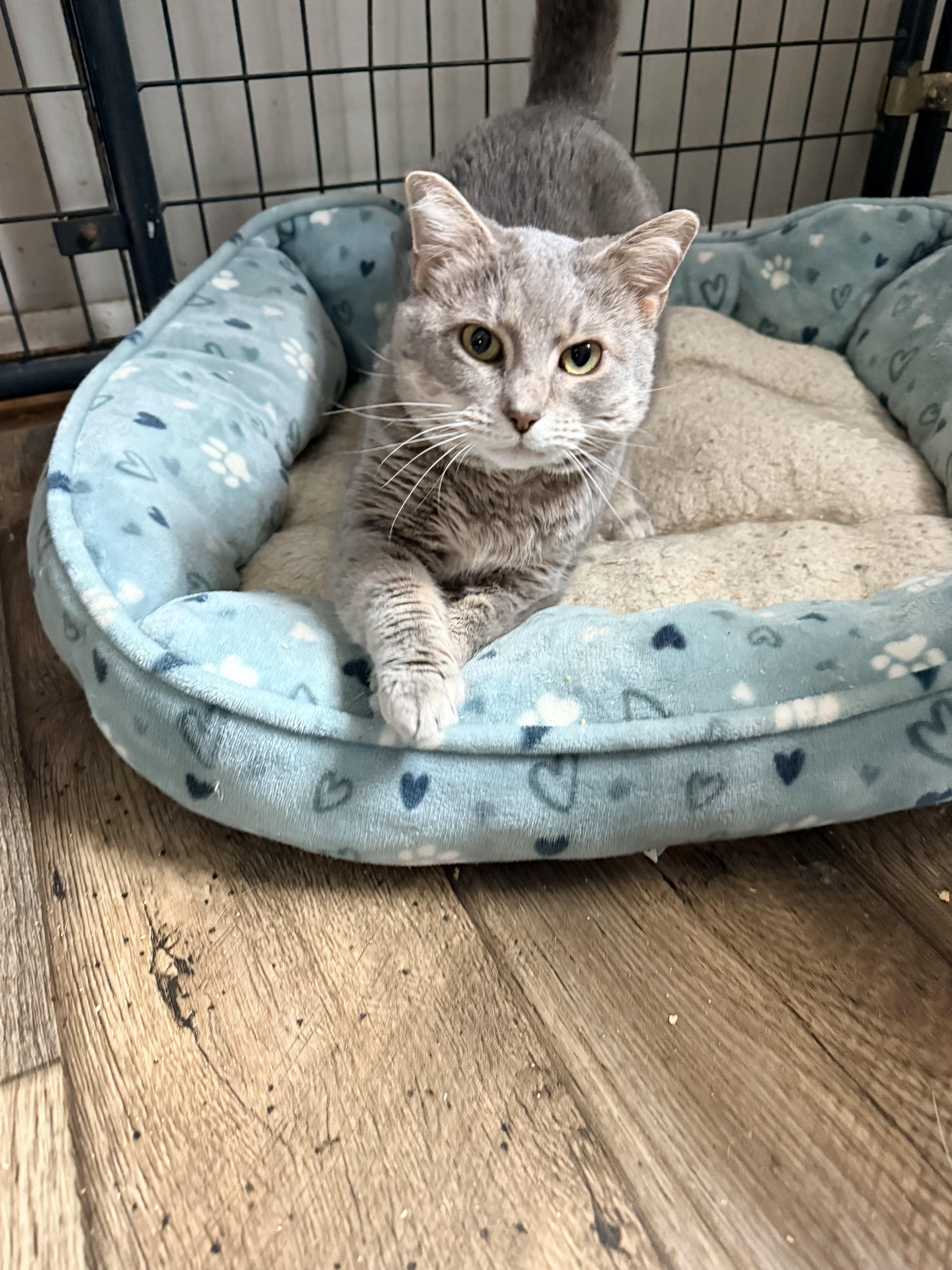 Enlarge Havana - Front declawed, an adopted Domestic Short Hair in Nashville, TN image 4/5