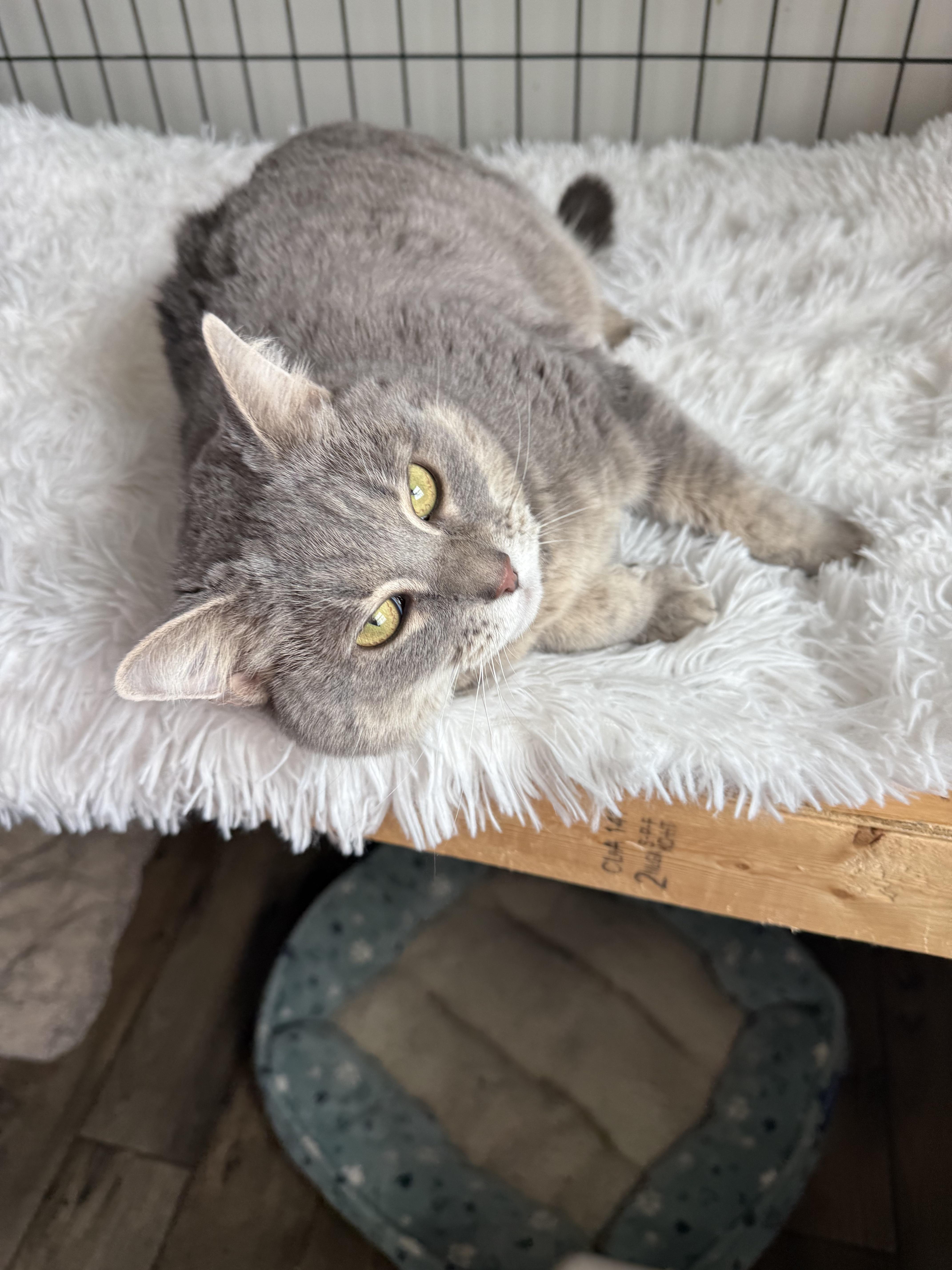 Enlarge Havana - Front declawed, an adopted Domestic Short Hair in Nashville, TN image 3/5