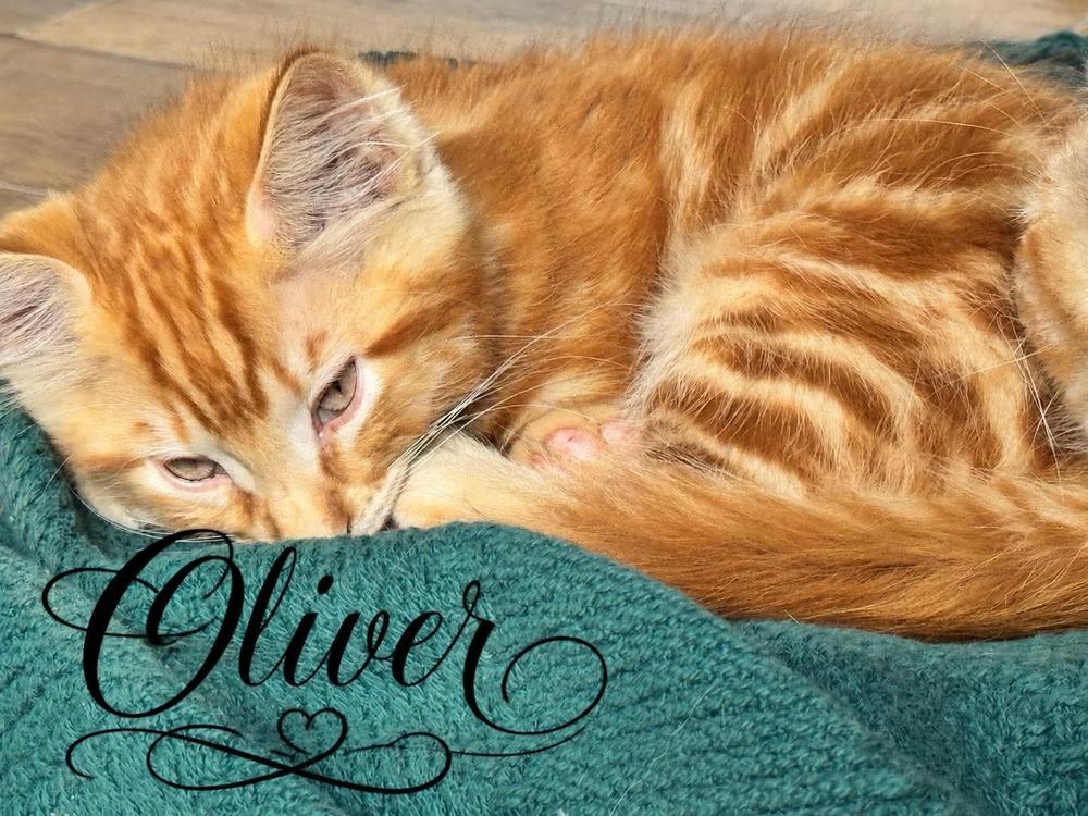 Oliver, a Adoptable mixed breed in Salmon, ID image 1/3