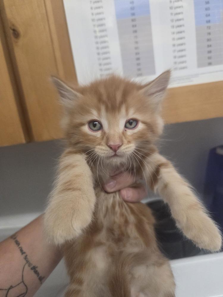 Oliver, a Adoptable mixed breed in Salmon, ID image 2/3