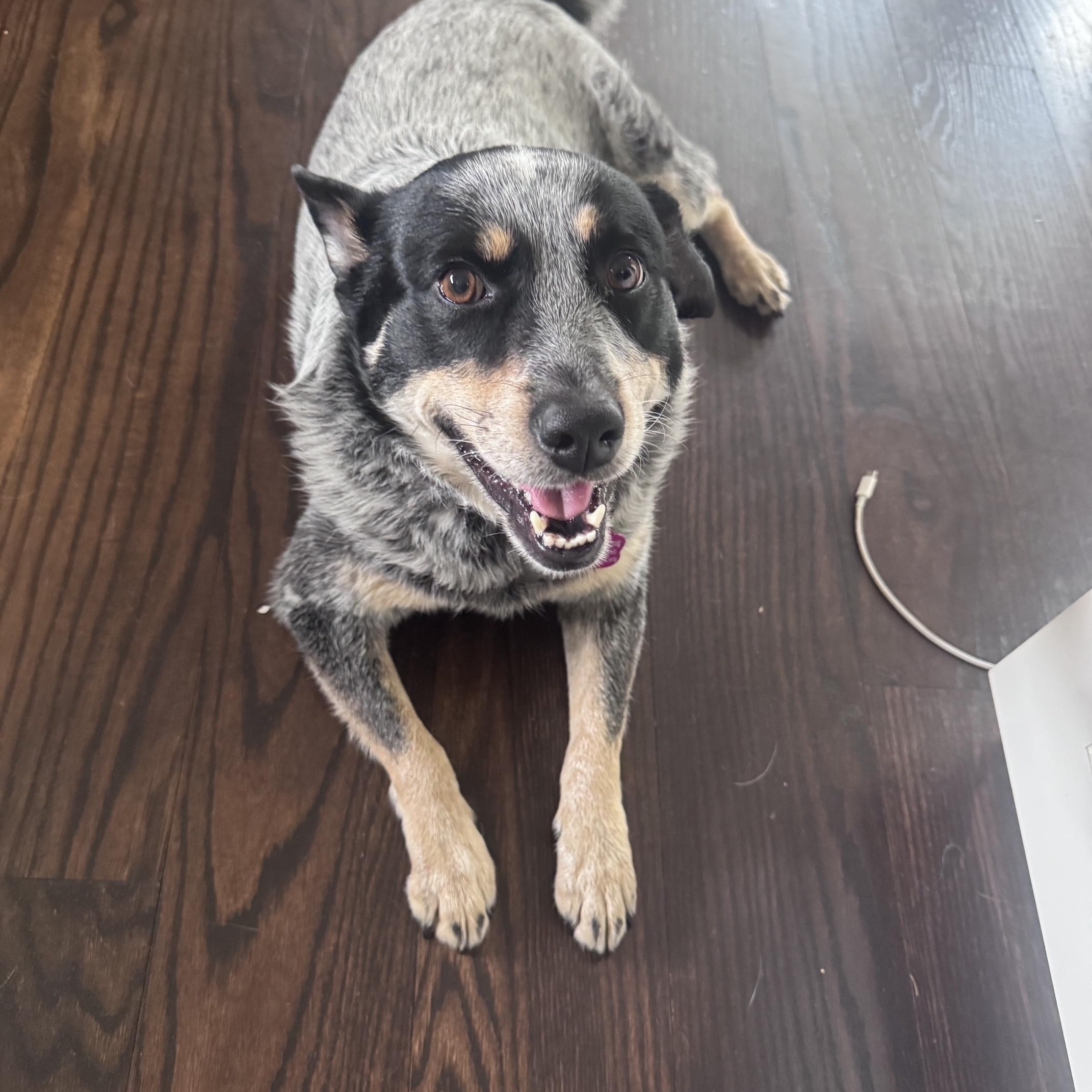 Lou Lou, a Adoptable Australian Cattle Dog / Blue Heeler in Jamestown, RI image 6/6