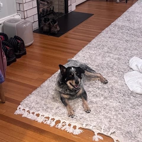 Enlarge Lou Lou, a Adoptable Australian Cattle Dog / Blue Heeler in Jamestown, RI image 2/6