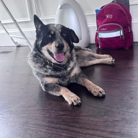 Enlarge Lou Lou, a Adoptable Australian Cattle Dog / Blue Heeler in Jamestown, RI image 4/6