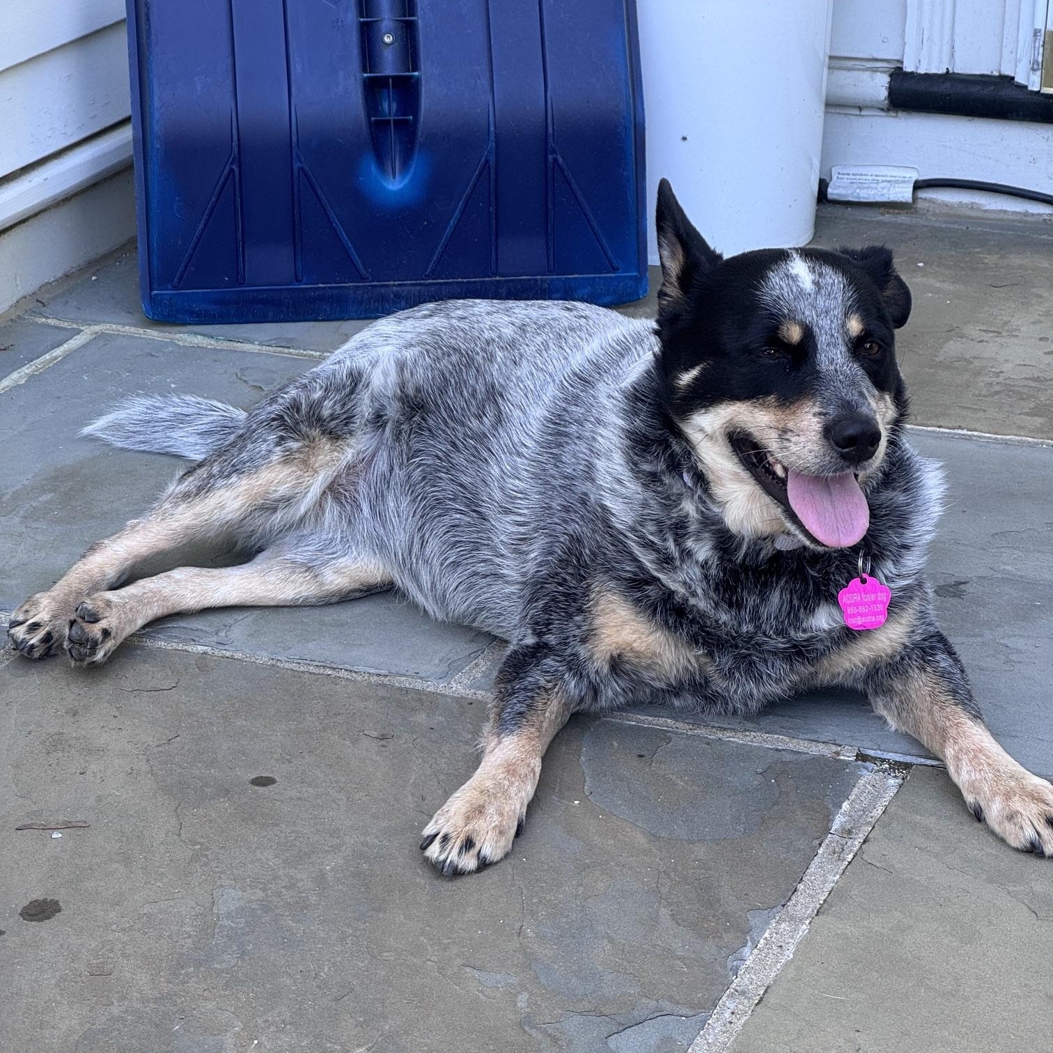 Lou Lou, a Adoptable Australian Cattle Dog / Blue Heeler in Jamestown, RI image 2/6