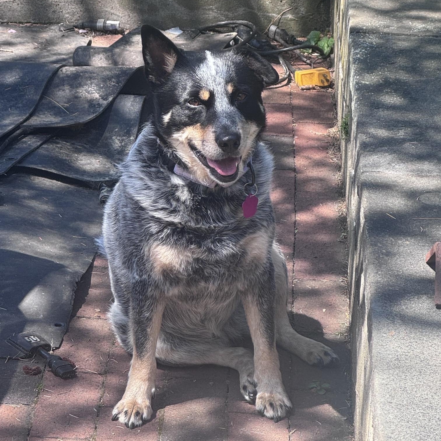 Lou Lou, a Adoptable Australian Cattle Dog / Blue Heeler in Jamestown, RI image 5/6