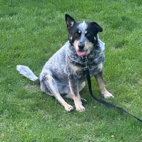 Lou Lou, Adoptable, Adult Female Australian Cattle Dog / Blue Heeler.