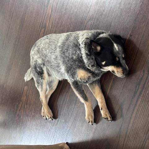Enlarge Lou Lou, a Adoptable Australian Cattle Dog / Blue Heeler in Jamestown, RI image 6/6