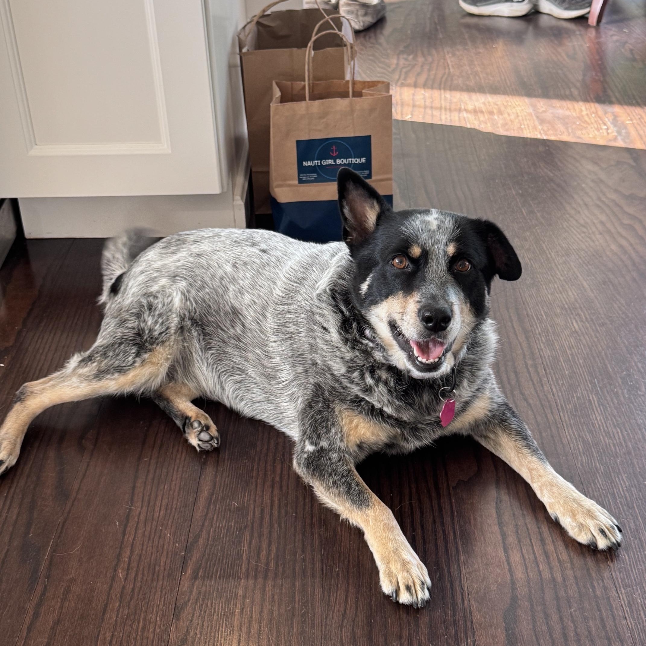 Lou Lou, Adoptable, Adult Female Australian Cattle Dog / Blue Heeler.