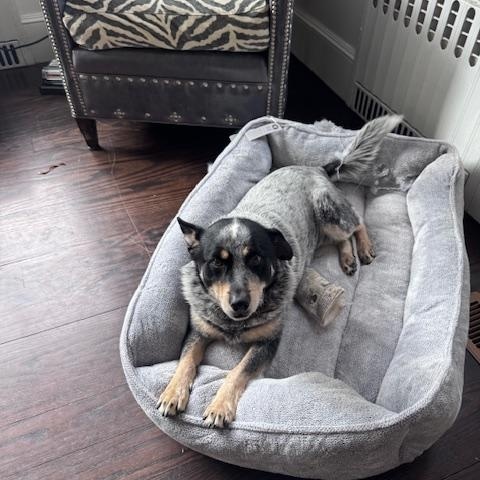 Enlarge Lou Lou, a Adoptable Australian Cattle Dog / Blue Heeler in Jamestown, RI image 3/6