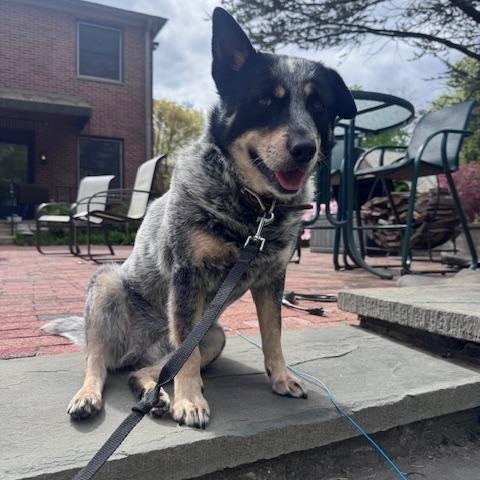 Enlarge Lou Lou, a Adoptable Australian Cattle Dog / Blue Heeler in Jamestown, RI image 5/6