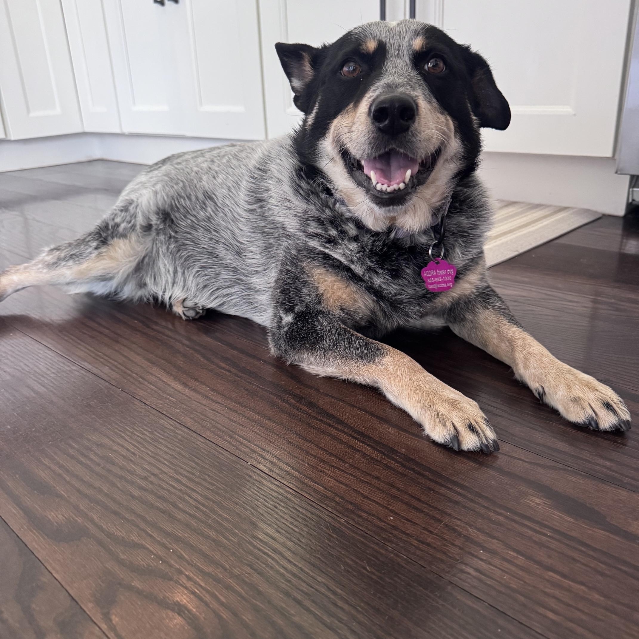 Lou Lou, a Adoptable Australian Cattle Dog / Blue Heeler in Jamestown, RI image 4/6