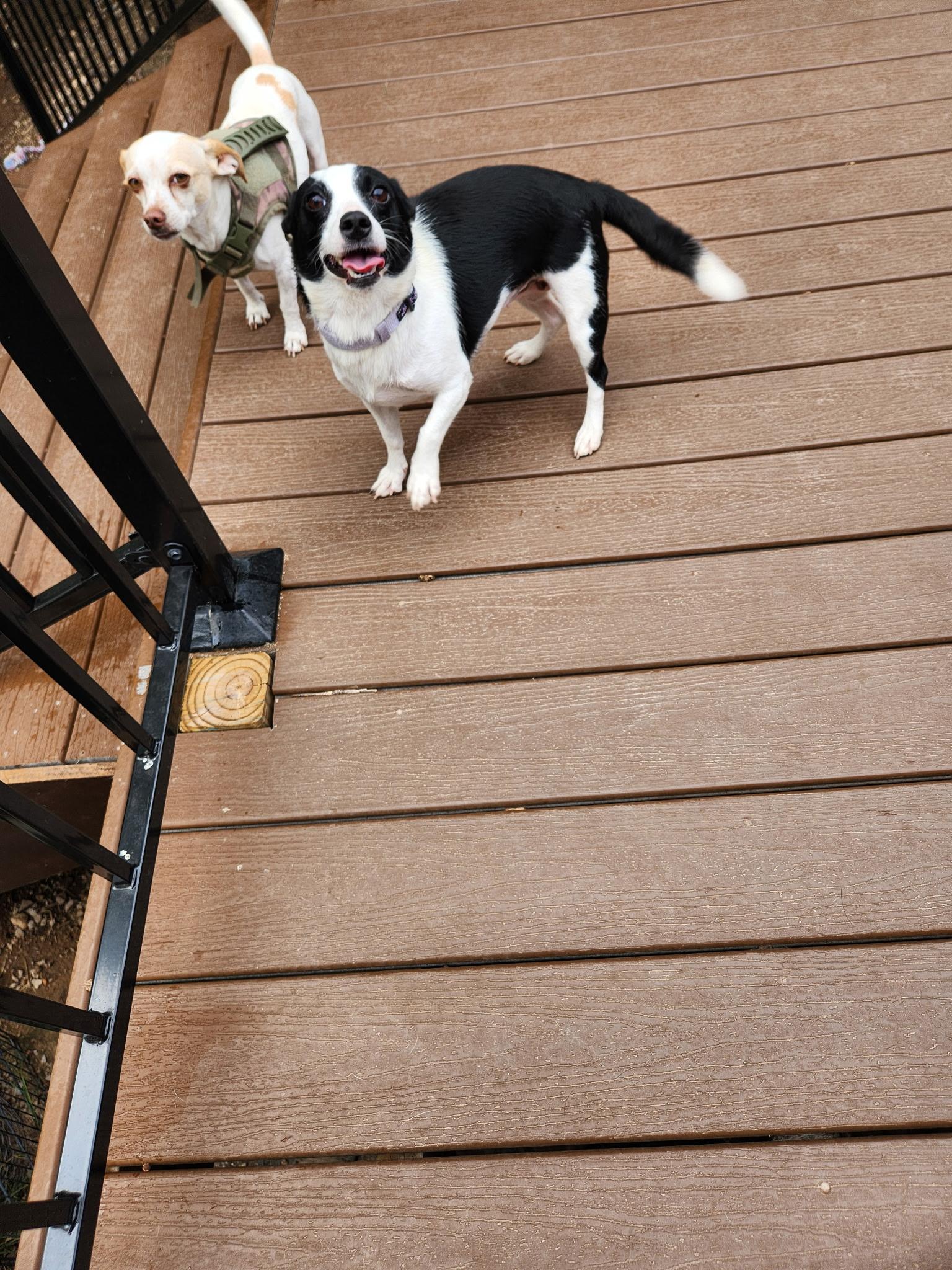 Therese, an adoptable Chihuahua, Mixed Breed in Wilsall, MT, 59086 | Photo Image 2