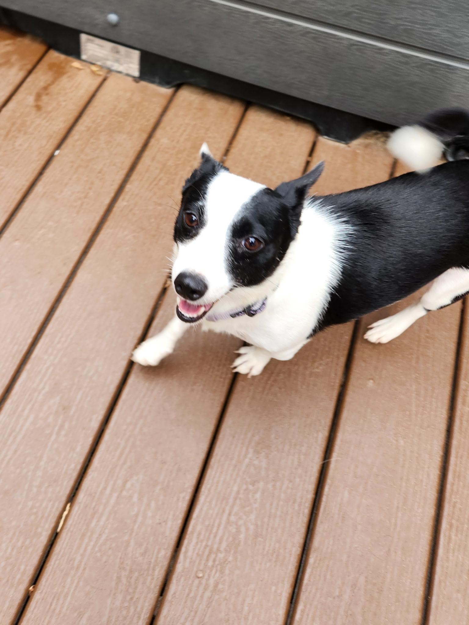 Therese, an adoptable Chihuahua, Mixed Breed in Wilsall, MT, 59086 | Photo Image 3