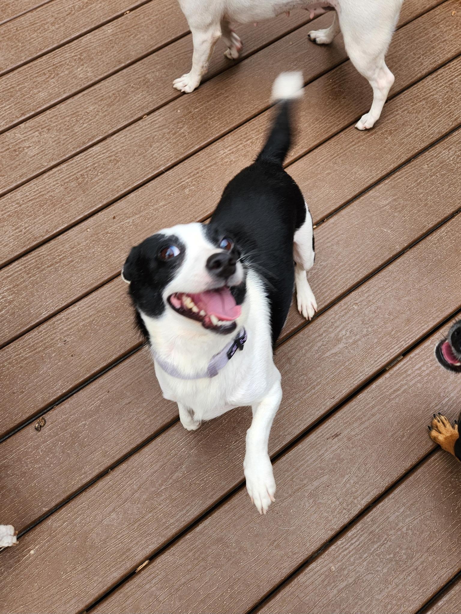 Therese, an adoptable Chihuahua, Mixed Breed in Wilsall, MT, 59086 | Photo Image 4