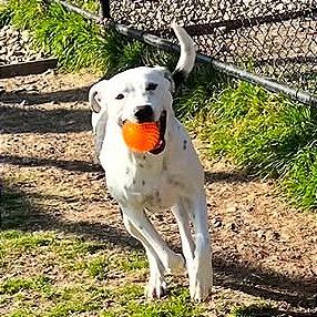 Pookie, a Adoptable mixed breed in Aledo, TX image 1/6