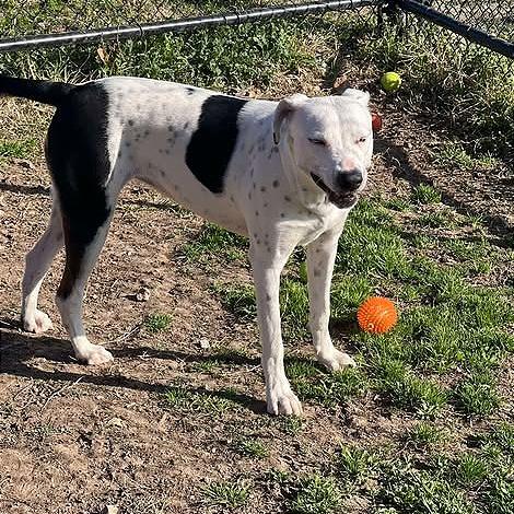 Pookie, a Adoptable mixed breed in Aledo, TX image 2/6