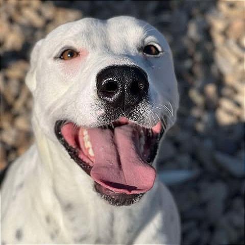 Pookie, a Adoptable mixed breed in Aledo, TX image 3/6