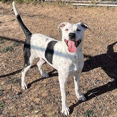 Pookie, a Adoptable mixed breed in Aledo, TX image 4/6