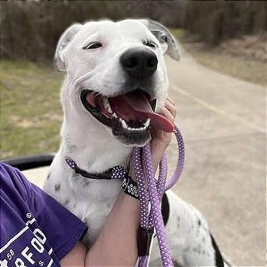 Pookie, a Adoptable mixed breed in Aledo, TX image 5/6