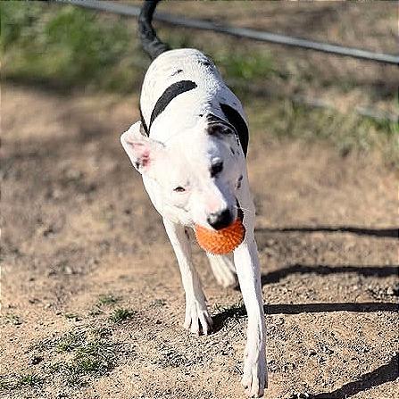 Pookie, a Adoptable mixed breed in Aledo, TX image 6/6